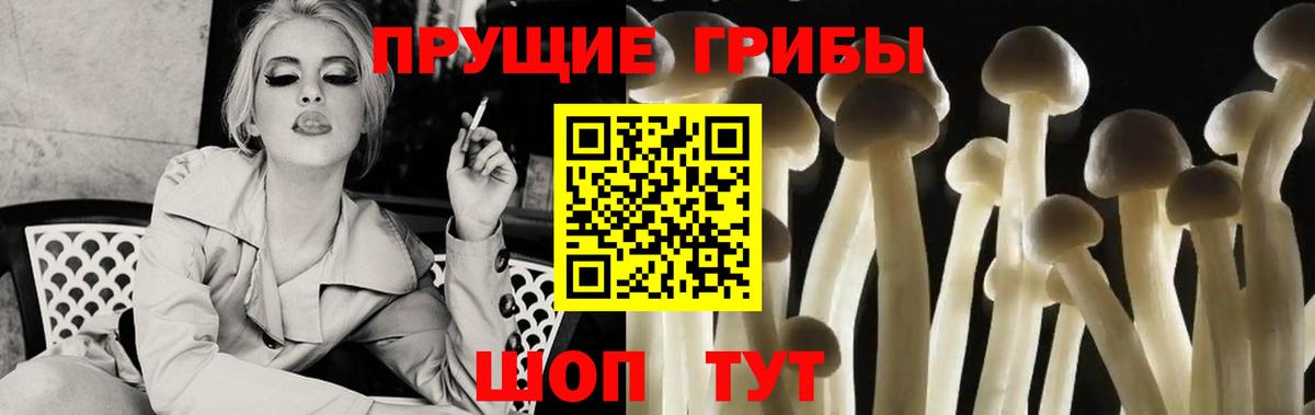 Галлюциногенные грибы Psilocybine cubensis Донской